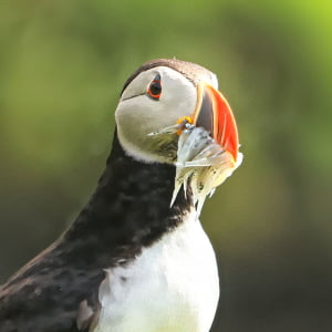 iceland puffin photography tour